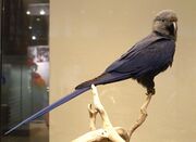 A blue-grey parrot with a brown-gray head