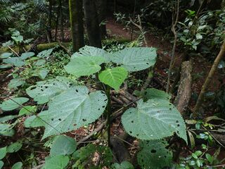 Dendrocnide-cordifolia-SF22246-02.jpg