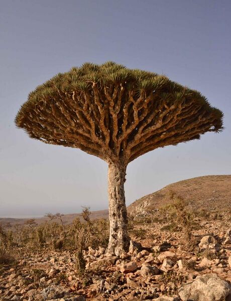 File:Dragon's Blood Tree, Socotra Island (11083564084).jpg