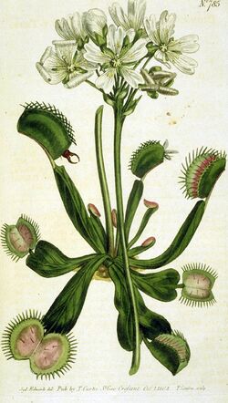 Drawing of Venus Flytrap.jpg