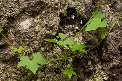 Echinopepon wrightii - Flickr - aspidoscelis (1).jpg