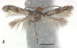 Ectoedemia degeeri.JPG