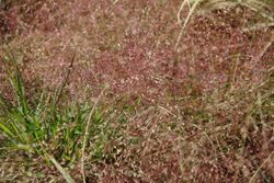 Eragrostis spectabilis 2zz.jpg