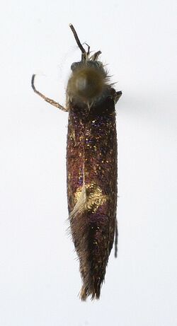Eriocrania salopiella.jpg