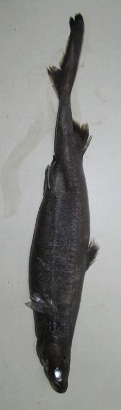 Etmopterus spinax 01.JPG