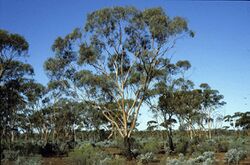 Eucalyptus clelandiorum.jpg