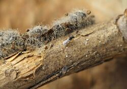 Euplectrus sp. - lifecycle B - 09 - eclosion on a Noctuidae caterpillar (2010-05-23).jpg