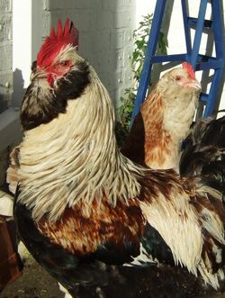 Faverolles cock and hen close-up.jpg