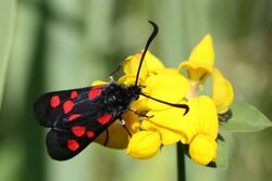 Five-spot burnet moth (Zygaena trifolii).jpg