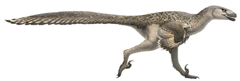 File:Fred Wierum Dromaeosaurus.png