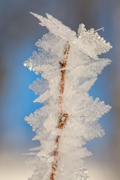 File:Frost on birch tree.jpg