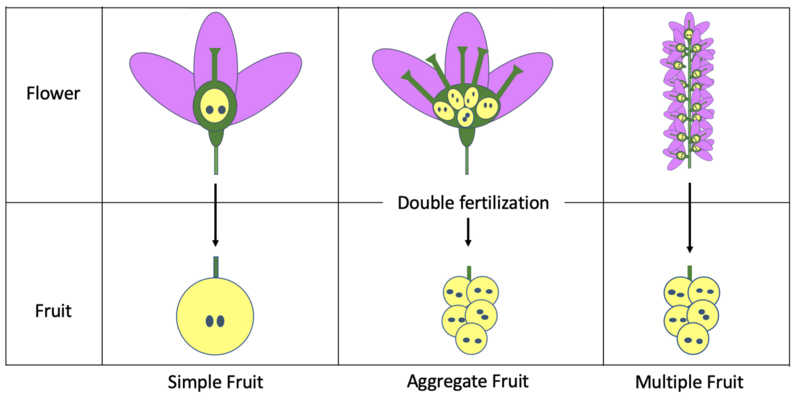 File:Fruit Type Diagram.png