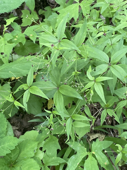 Galium lanceolatum blood mountain.png