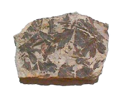 Gingko fossile-jurassique 0.png