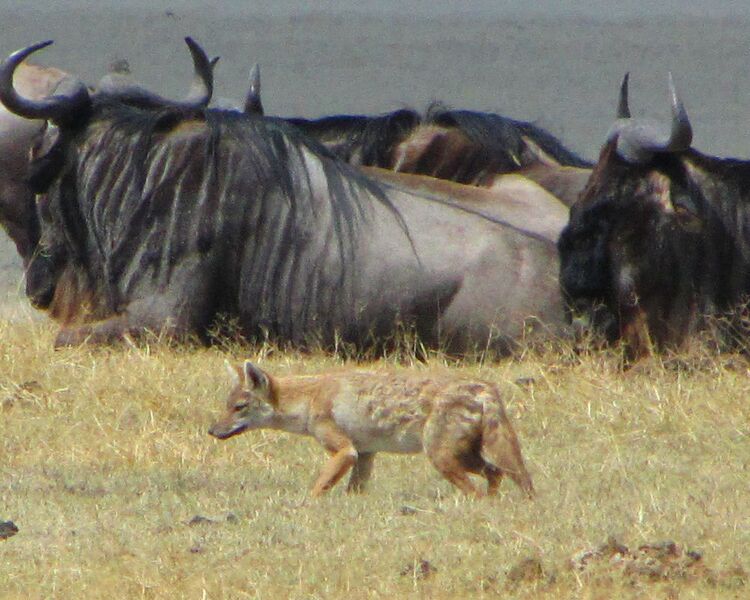 File:Golden Wolf, navigating Wildebeest, Ngorongoro.jpg