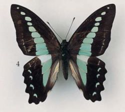 Graphium (Graphium) monticolus Fruhstorfer (male), Sulawesi (Bua-Kraeng, 5000’, ii.1896, H. Fruhstorfer, Fruhstorfer Coll.).png