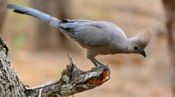 Grey Go-away-bird (Corythaixoides concolor) (32339139354), crop.jpg