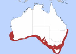 Common distribution for flake in southern Australia