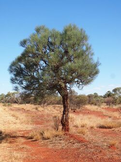 Hakea lorea habit.jpg