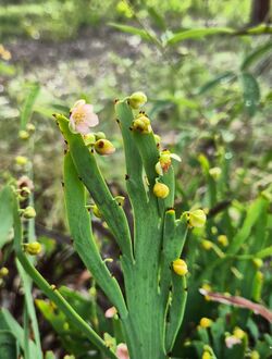 Hibbertia dilatata.jpg