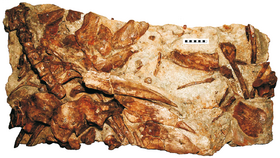 Hylaeosaurus armatus.png