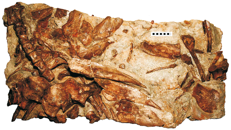 File:Hylaeosaurus armatus.png