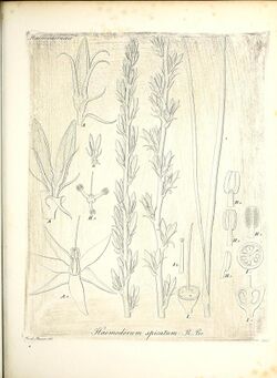 Iconographia generum plantarum (11465014793).jpg