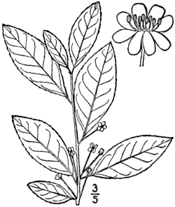 Ilex laevigata BB-1913.png