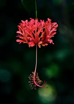 Japanese Lantern (Hibiscus schizopetalus).jpg