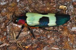 Jewel Beetle (Chrysochroa buqueti) (8741874630).jpg