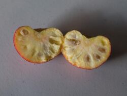 Kousa Dogwood Fruit Inside.jpg