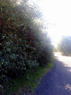 Lantana camara infestation.jpg