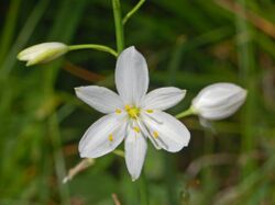 Liliaceae - Anthericum ramosum-5.JPG