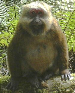 Macaca leucogenys female.jpg