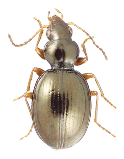 Mecyclothorax anaana male paratype (CUIC).png