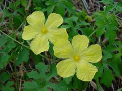 MomordicaCharantia flowers.jpg