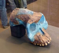 A reconstructed Australopithecus Garhi skull from the National Museum of Ethiopia.