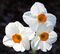 Narcissus Geranium.jpg