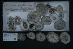 Naturalis Biodiversity Center - RMNH.MOL.136469 - Scurria variabilis (G.B. Sowerby I, 1839) - Lottiidae - Mollusc shell.jpeg