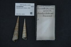 Naturalis Biodiversity Center - RMNH.MOL.176375 - Gazameda gunnii (Reeve, 1849) - Turritellidae - Mollusc shell.jpeg