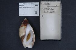 Naturalis Biodiversity Center - RMNH.MOL.212510 - Amalda optima (Sowerby, 1897) - Olividae - Mollusc shell.jpeg
