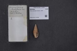 Naturalis Biodiversity Center - RMNH.MOL.216286 - Mitra chalybeia Reeve, 1844 - Mitridae - Mollusc shell.jpeg