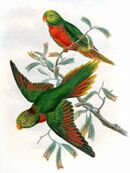 Drawing of two green parrots with orange beaks and red bellies and tail and wing tips