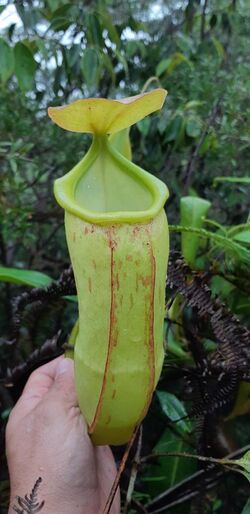 Nepenthes latiffiana 1.jpg