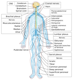 Nervous system diagram-en.svg