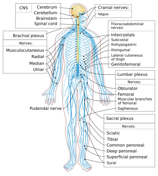 File:Nervous system diagram-en.svg