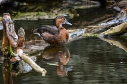 Netta peposaca (Rosy-billed Pochard - Peposakaente) - Weltvogelpark 2012-01.jpg