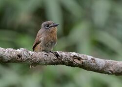 Nonnula rubecula.jpg