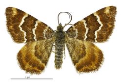 Notoreas niphocrena male.jpg