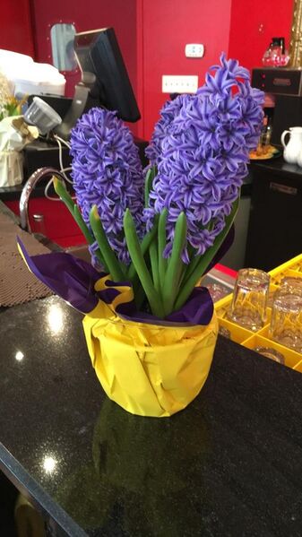 File:Nowruz Sonbol (Hyacinth).JPG